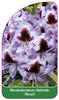 Rhododendron-Hybride 'Alexis'