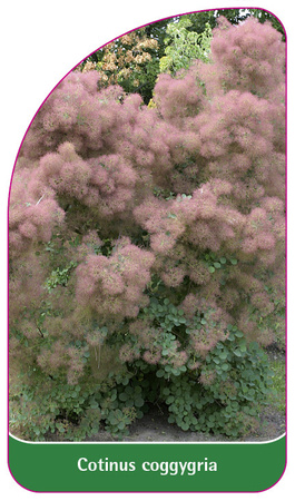 Continus coggygria