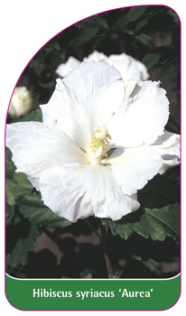 Hibiscus syriacus 'Aurea'