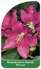 Rhododendron-Hybride 'Brisanz'