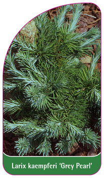 Laris kaempferi 'Grey Pearl'