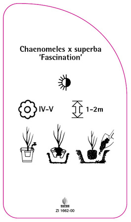 Chaenomeles x superba 'Fascination'