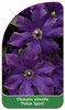 Clematis viticella 'Polish Spirit'