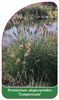 Pennisetum alopecuroides 'Compressum'