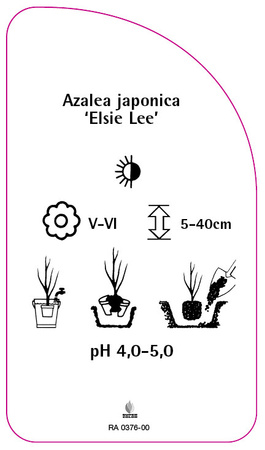 Azalea japonica 'Elsie Lee'