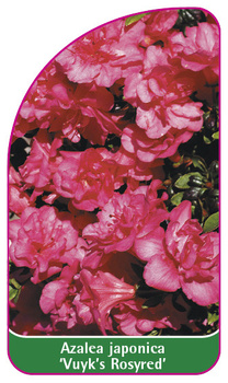 Azalea japonica 'Vuyk's Rosyred'