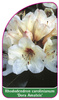 Rhododendron carolinianum 'Dora Amateis'