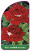 Róza wielkokwiatowa Nr. 227 A