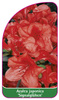 Azalea japonica 'Signalglühen'