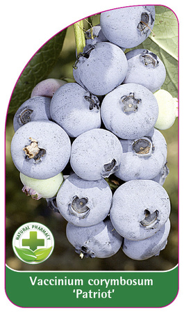 Vaccinium corymbosum "Patriot