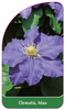 Clematis, blau
