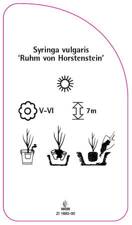 Syringa vulgaris 'Ruhm von Horstenstein'