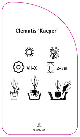 Clematis 'Kacper'