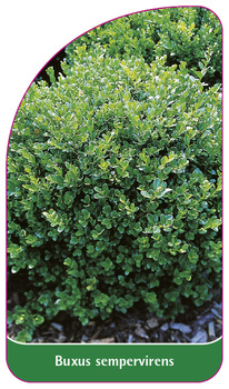 Buxus sempervirens