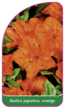 Azalea japonica, orange