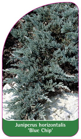 Juniperus horizontalis 'Blue Chip'