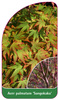 Acer palmatum 'Sangokaku'