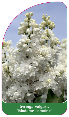 Syringa vulgaris 'Madame Lemoine'