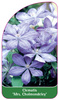 Clematis 'Mrs. Cholmondeley'