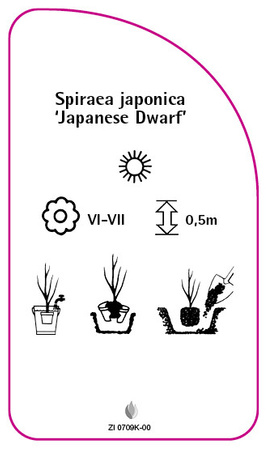 Spiraea japonica 'Japanese Dwarf'