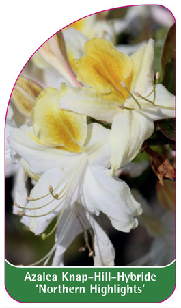 Azalea Knap-Hill-Hybride 'Northern Highlights'
