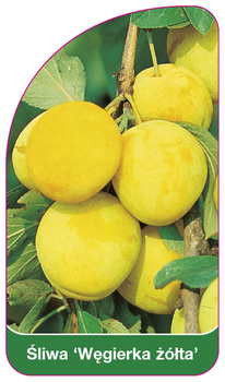 Švestka 'Welsh Yellow'