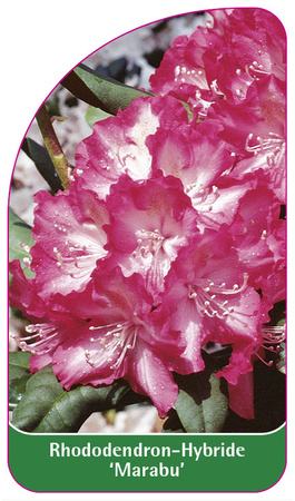 Rhododendron-Hybride 'Marabu'