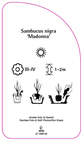 Sambucus nigra 'Madonna'