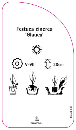 Festuca cinerea 'Glauca'