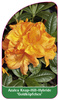 Azalea Knap-Hill-Hybride 'Goldköpfchen'