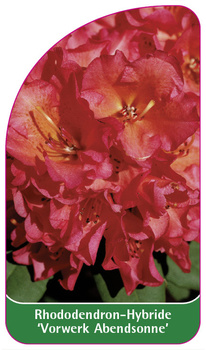 Rhododendron-Hybride 'Vorwerk Abendsonne'