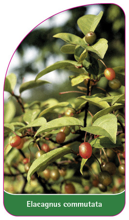 Elaeagnus commutata
