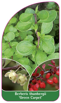 Berberis thunbergii 'Green Carpet'