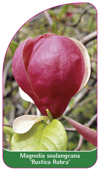 Magnolia soulangeana 'Rustica Rubra'