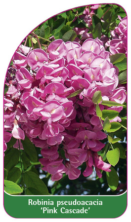 Robinia pseudoacacia 'Pink Cascade'