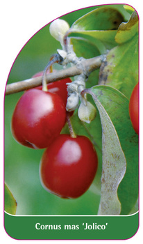Cornus mas 'Jolico'
