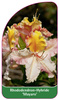Rhododendron-Hybride 'Mayaro'