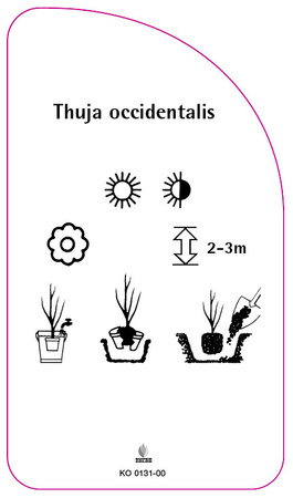 Thuja occidentalis