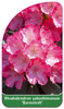 Rhododendron yakushimanum 'Barmstedt'