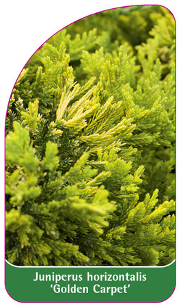 Juniperus horizontalis 'Golden Carpet'