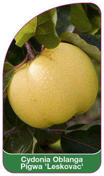 Cydonia Oblanga Pigwa 'Leskovac'