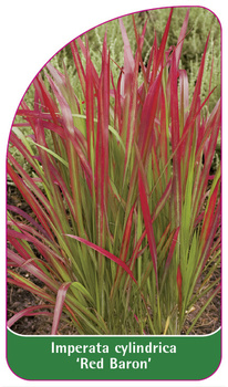 Imperata cylindrica "Red Baron