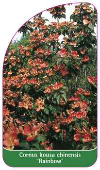 Cornus kousa chinensis 'Rainbow'