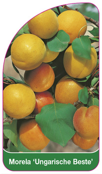 Morela 'Ungarische Beste'