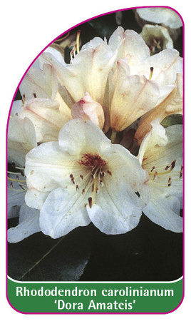 Rhododendron carolinianum 'Dora Amateis'