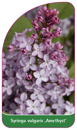 Syringa vulgaris 'Amethyst'