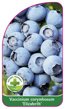 Vaccinium corymbosum 'Elizabeth'
