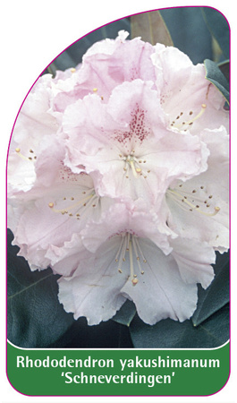 Rhododendron yakushimanum 'Schneverdingen'