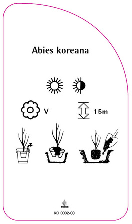 Abies koreana