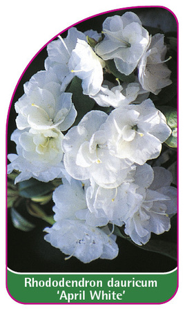 Rhododendron dauricum 'April White'